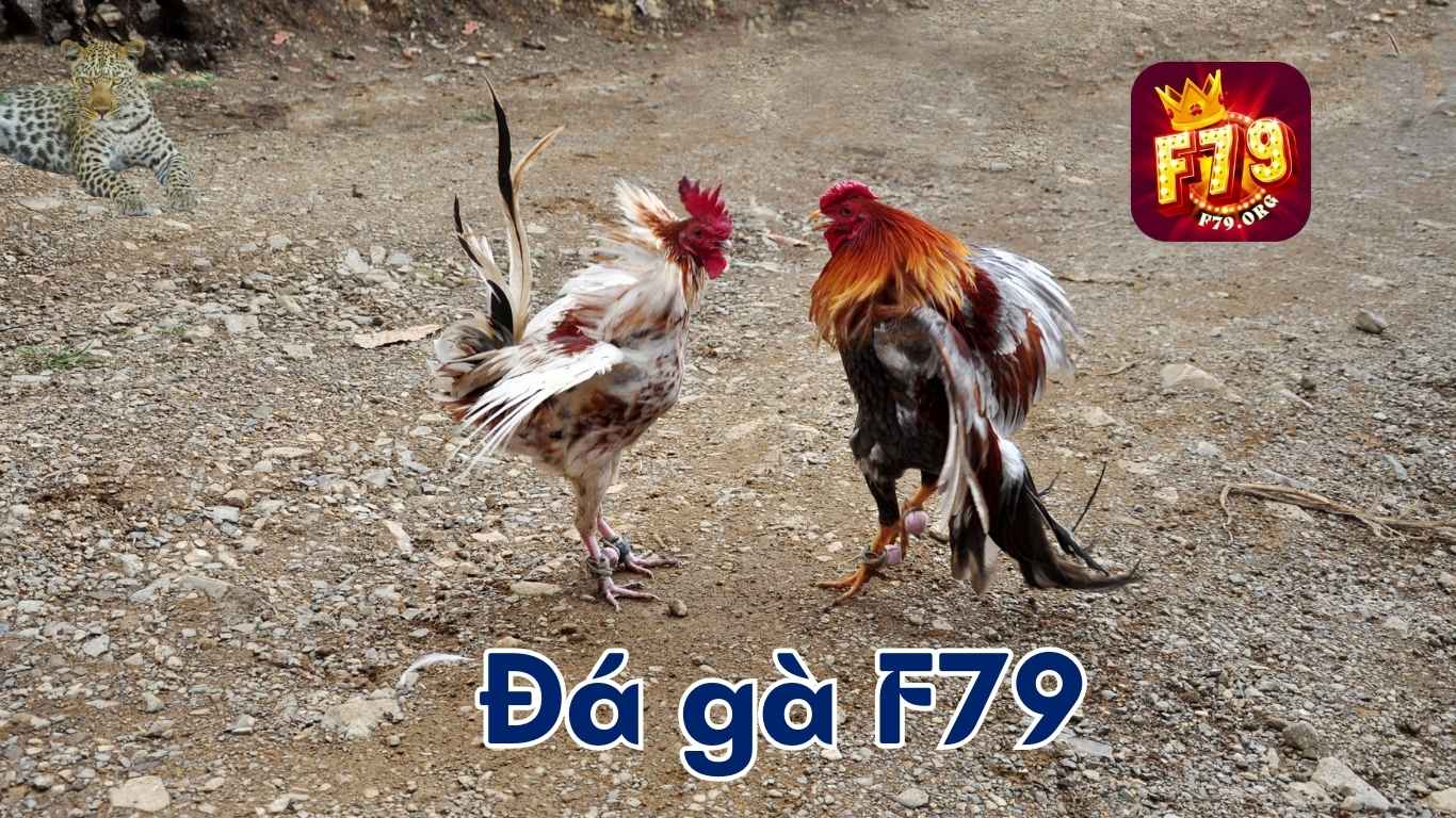 Đá Gà F79: Sảnh Chơi Sôi Động, Cơ Hội Cược Hấp Dẫn